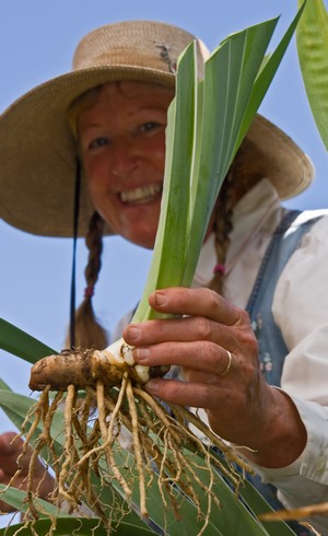 iris bulb example